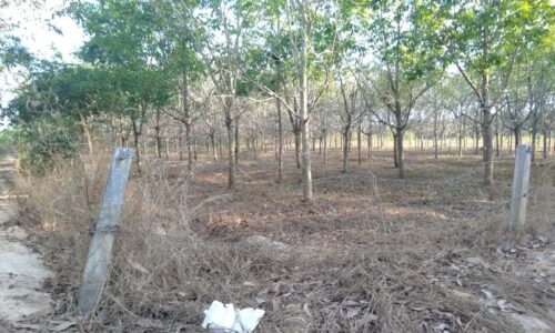 Cơ Hội Đầu Tư Đất Mẫu Xã Tân Bình, Lagi – Bình Thuận – Đất Đã Có Cao Su, Phù Hợp Trồng Cây Ươm Trái và Làm Vườn