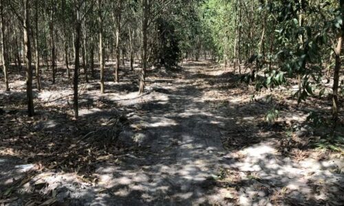 Cơ Hội Đầu Tư Lớn – Đất Mẫu Tân Thắng Tại Gần Khu Dân Cư